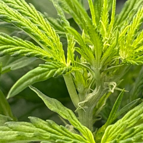 Banana OG Auto F4 growlog timeline photo