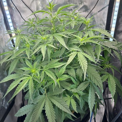 Banana OG Auto F4 growlog timeline photo