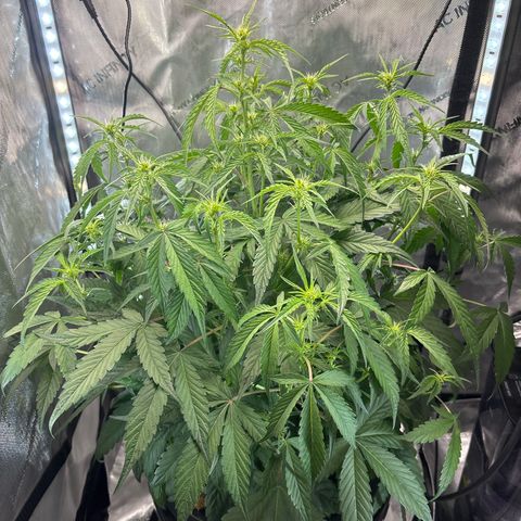 Banana OG Auto F4 growlog photo: Stretching 