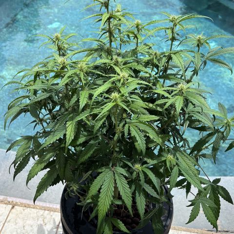Banana OG Auto F4 growlog timeline photo