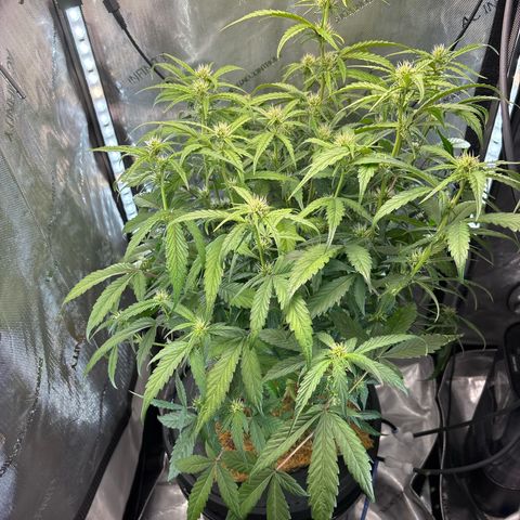 Banana OG Auto F4 growlog timeline photo