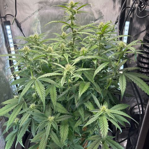Banana OG Auto F4 growlog timeline photo