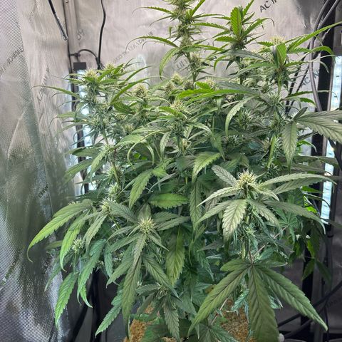 Banana OG Auto F4 growlog timeline photo