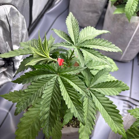 TrainWreck  growlog photo: Plant #2