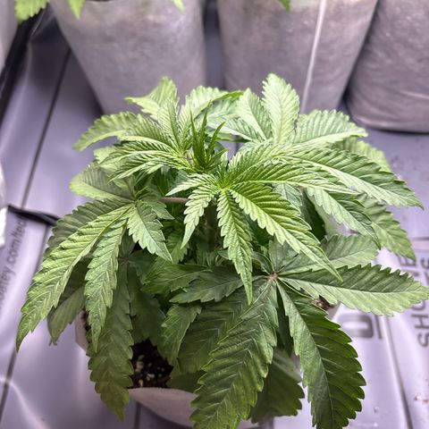 TrainWreck  growlog photo: Plant #3