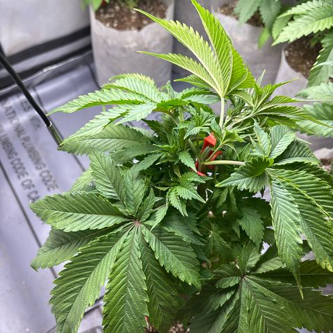 MAC 1 growlog photo: #2
