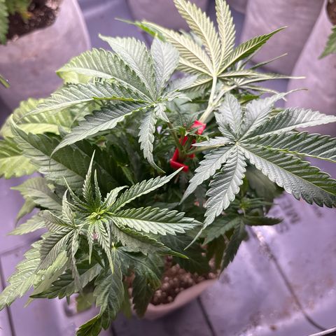 TrainWreck  growlog photo: #2