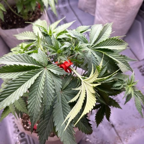 MAC 1 growlog photo: #1