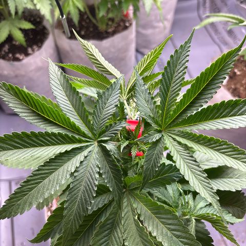 TrainWreck  growlog photo: #1