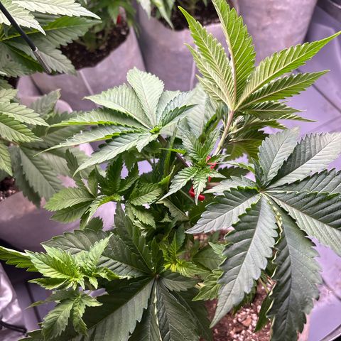 Bubba Kush  growlog photo: #1