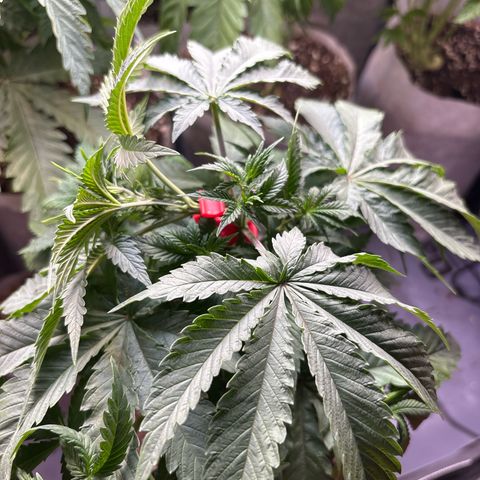 TrainWreck  growlog photo: #3