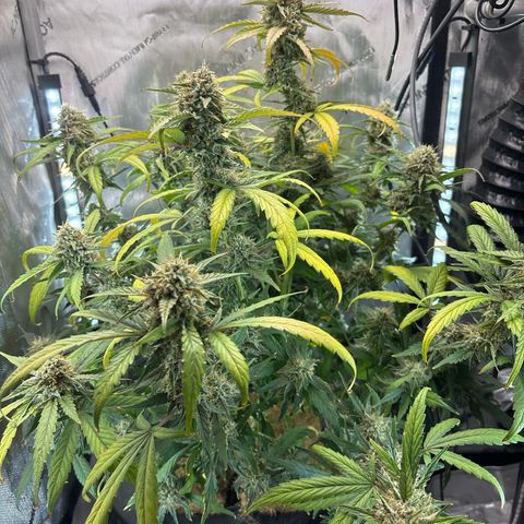 Banana OG Auto F4 growlog timeline photo