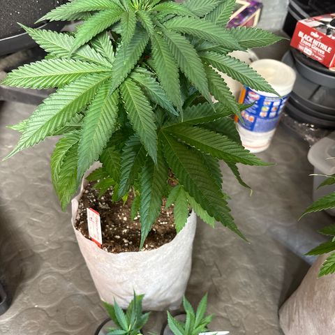 TrainWreck  growlog photo: Plant #1 took two clones 