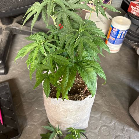 TrainWreck  growlog photo: Plant #2
Took two clones 