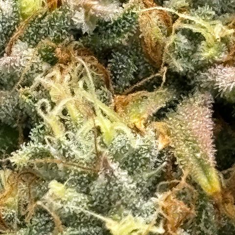Foto del growlog de Banana OG Auto F4: Day 61