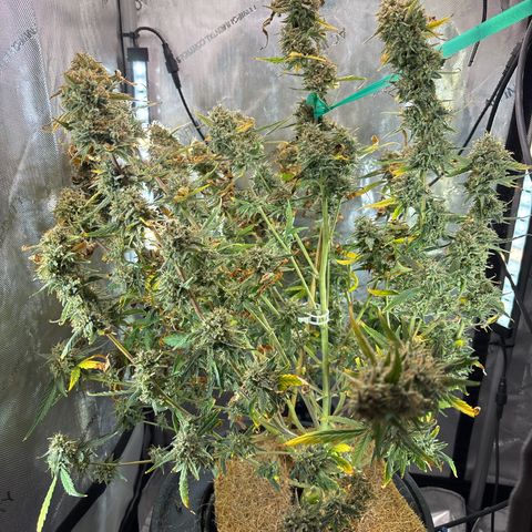 Foto de la cronología del growlog de Banana OG Auto F4