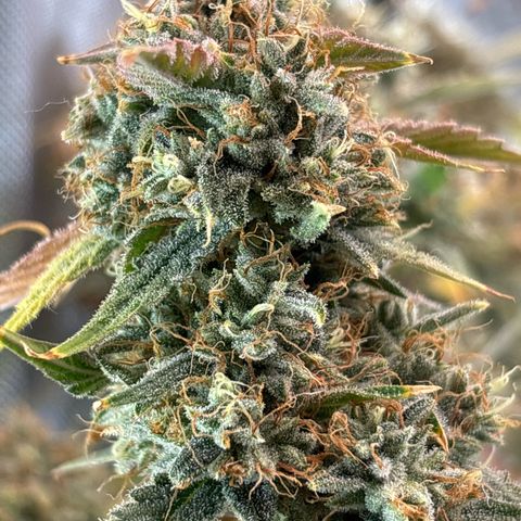 Foto de la cronología del growlog de Banana OG Auto F4