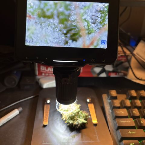 Foto de la cronología del growlog de Banana OG Auto F4