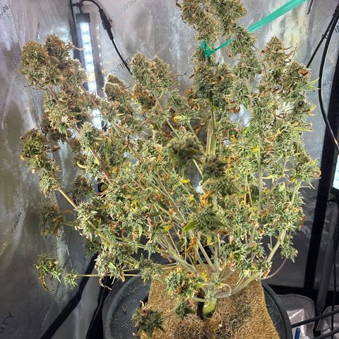 Foto del growlog de Banana OG Auto F4: Chop day 