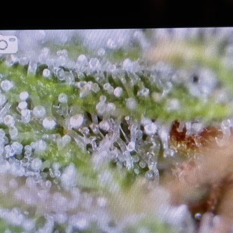Foto de la cronología del growlog de Banana OG Auto F4