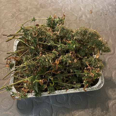 Foto del growlog de Banana OG Auto F4: Getting ready to trim