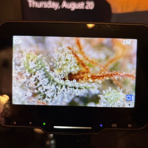 Foto de la cronología del growlog de Banana OG Auto F4