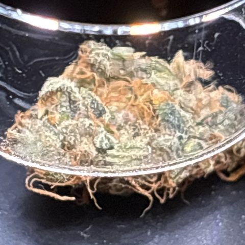 Foto de la cronología del growlog de Banana OG Auto F4