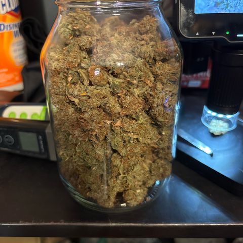 Foto de la cronología del growlog de Banana OG Auto F4