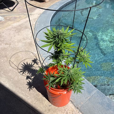 Foto del growlog de 24K Gold : Plant two