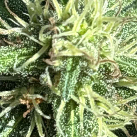 Foto del growlog de 24K Gold : Plant two