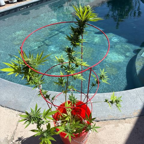 Foto del growlog de Bubba Kush : Plant two