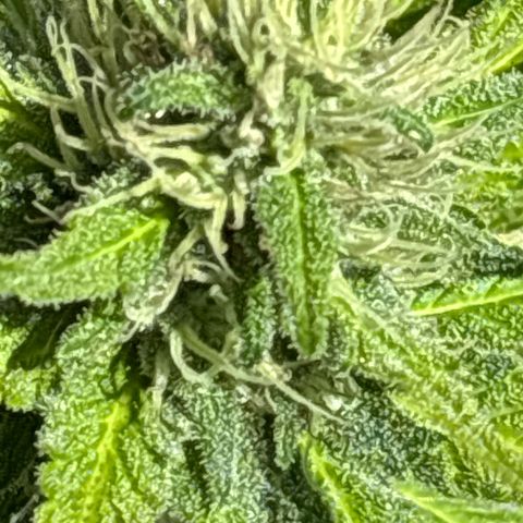 Foto del growlog de Bubba Kush : Plant two