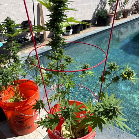 Foto del growlog de Bubba Kush : Plant one 