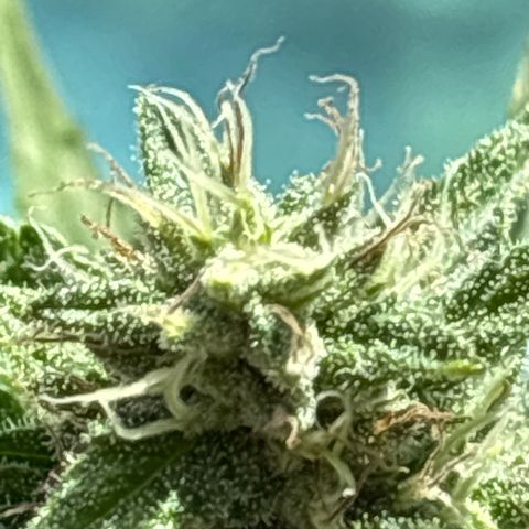 Foto del growlog de Bubba Kush : Plant one 