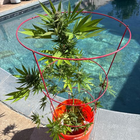 Foto del growlog de TrainWreck : TrainWreck one