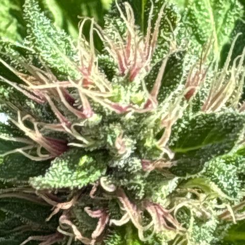 Foto del growlog de TrainWreck : TrainWreck one