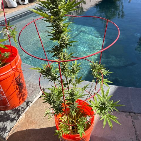 Foto del growlog de MAC 1: MAC 1 one 