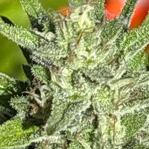 Foto del growlog de MAC 1: MAC 1 one 