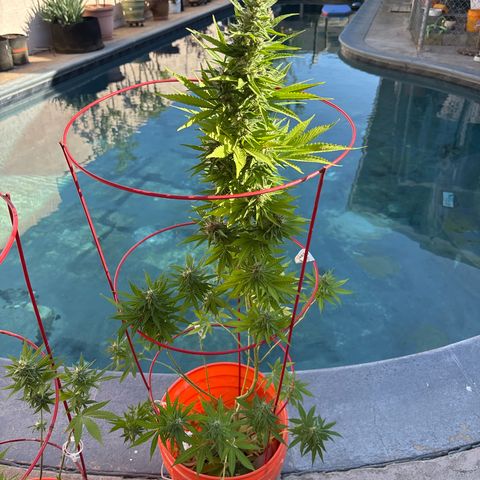 Foto del growlog de MAC 1: Plant two 