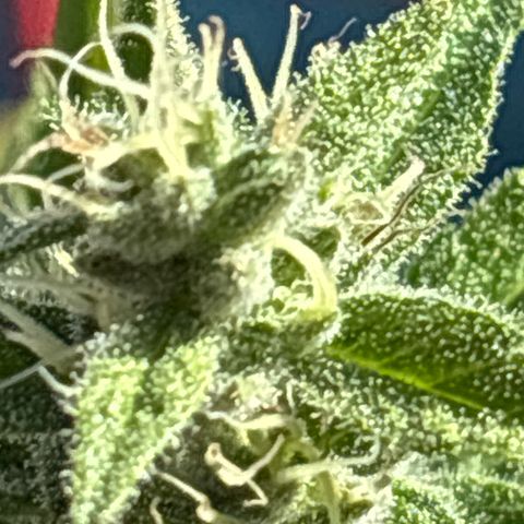Foto del growlog de MAC 1: Plant two 