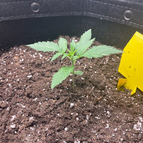 Moni growlog timeline photo