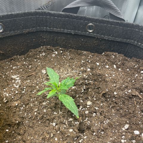 Waltraud growlog timeline photo