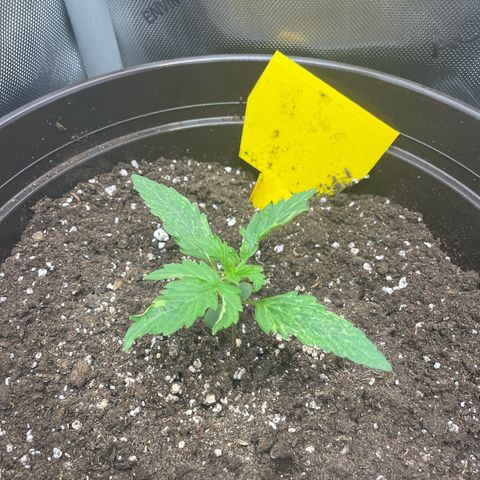 Babsi growlog timeline photo