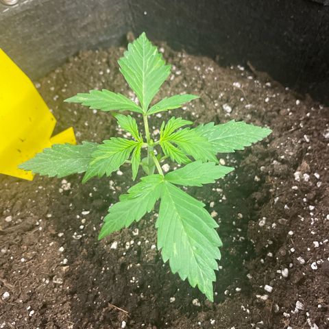 Moni growlog timeline photo