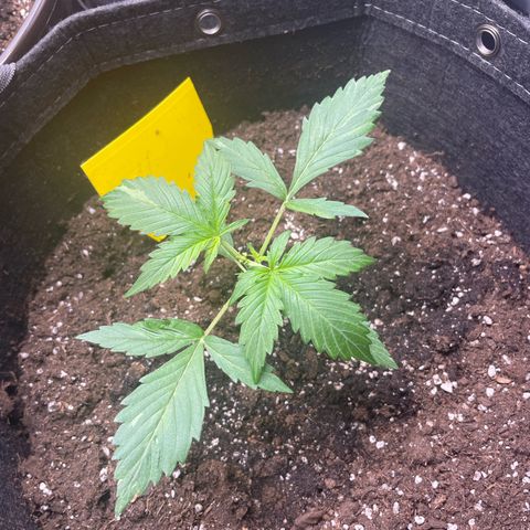Moni growlog timeline photo