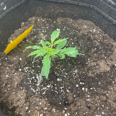 Waltraud growlog timeline photo