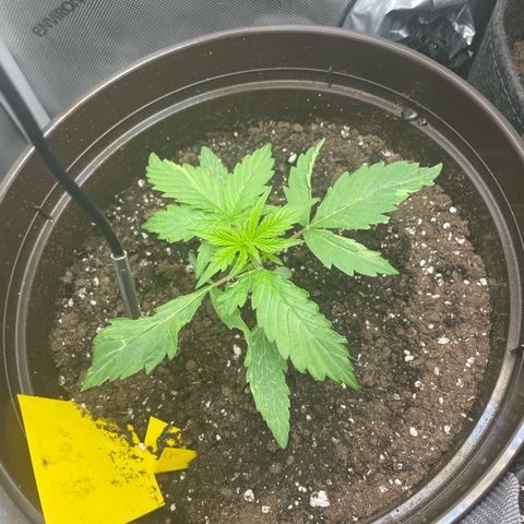 Babsi growlog timeline photo