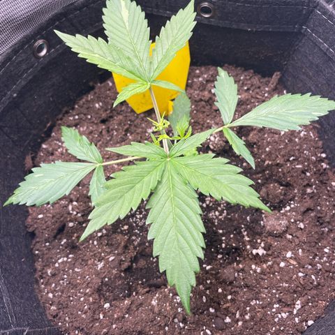 Moni growlog timeline photo