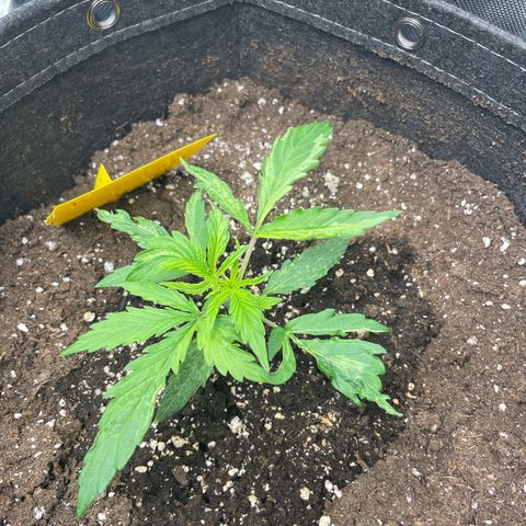 Waltraud growlog timeline photo