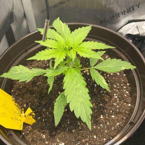 Babsi growlog timeline photo